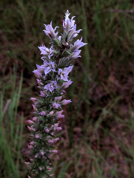 Liatris hesperelegans