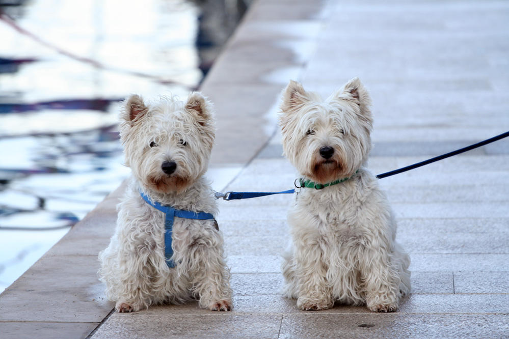 Twins