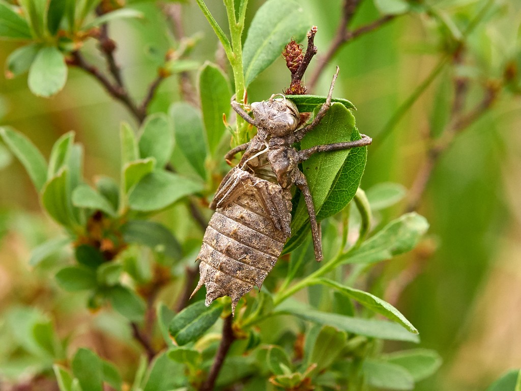 Tvflckad trollslnda - Epitheca bimaculata - Eurasian baskettail