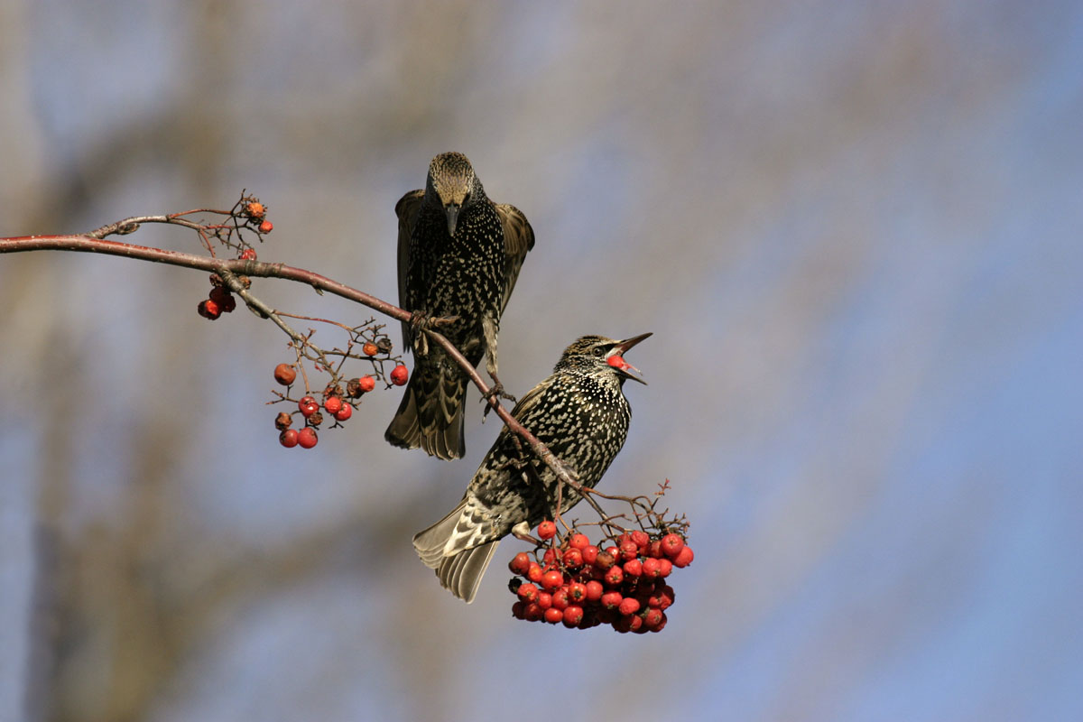 tourneaux sansonnet --- 207_0710 --- European Starling