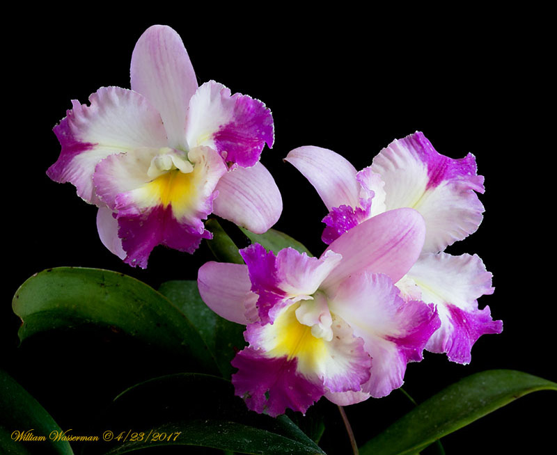 SLC.Menehune Princess SVO X LCTNA. Peggy San Gold Country