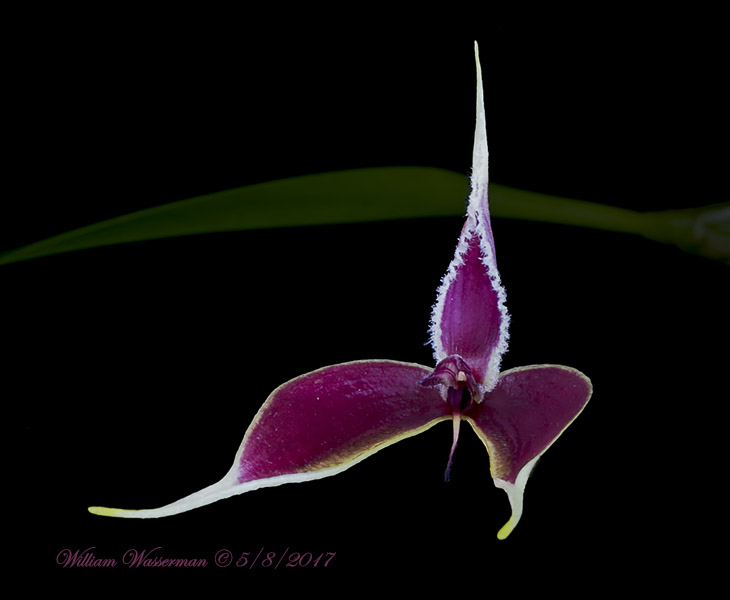 Bulbophyllum masdevalliaceum
