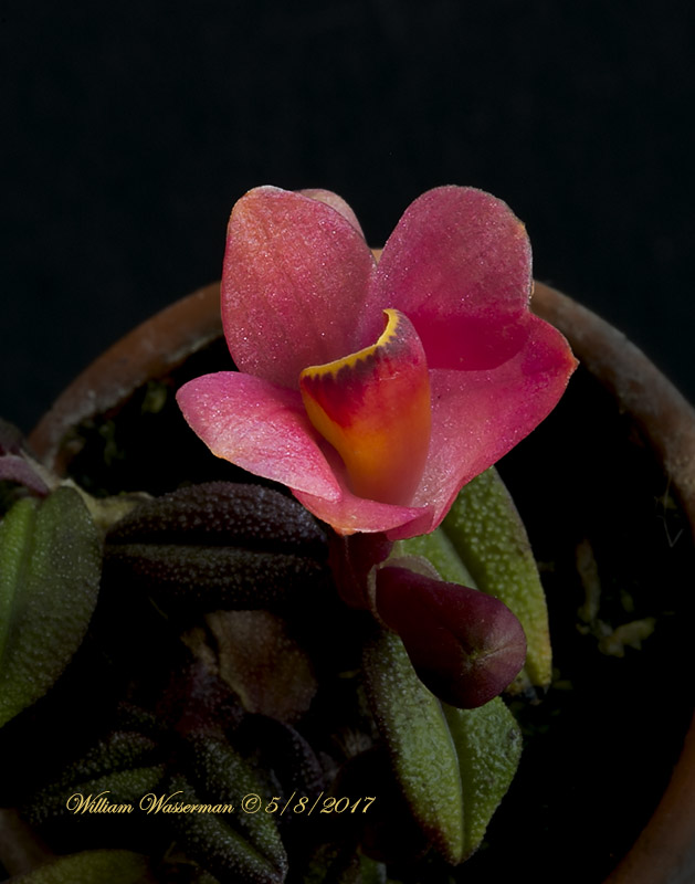 Dendrobium cuthbertsonii Lafayette x Dendrobium laevifollum Cluster