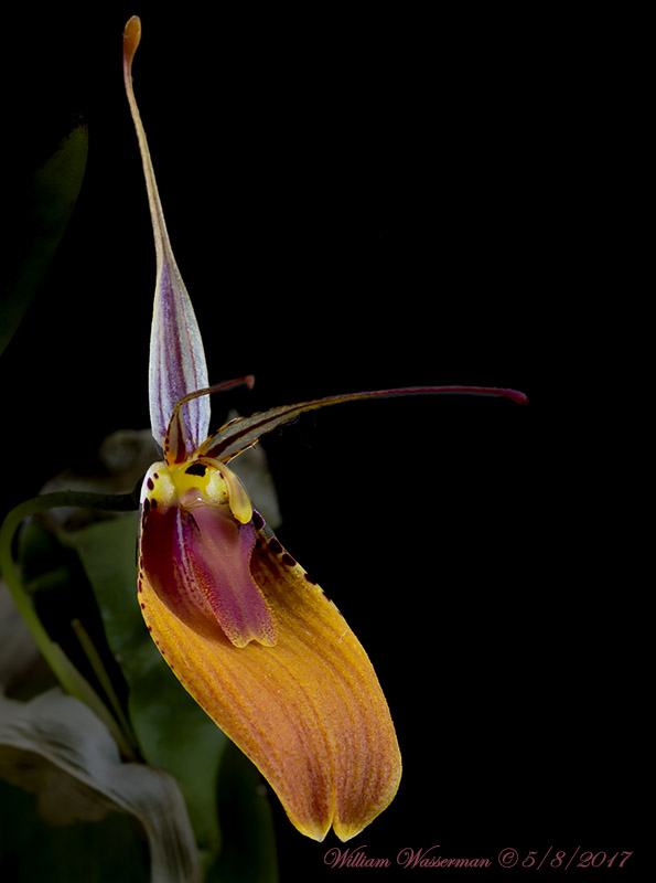 Restrepia cuprea