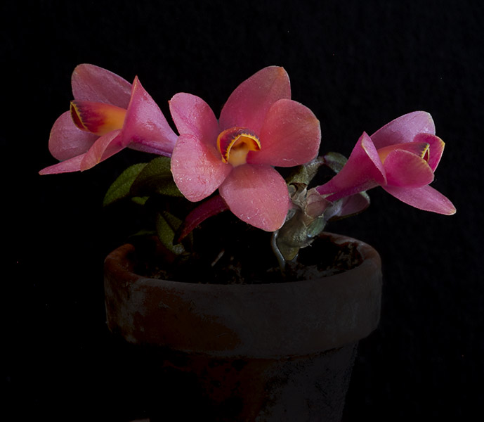 Dendrobium cuthbertsonii Lafayette x Dendrobium laevifollum Cluster
