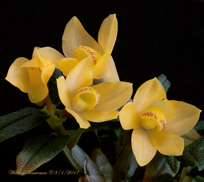 Dendrobium Illusion lawesii Red and Yellow X cuthbersonii  Red and Yellow