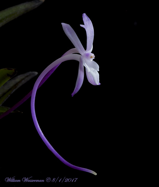 Neofinetia falcata SHUTENNNOU