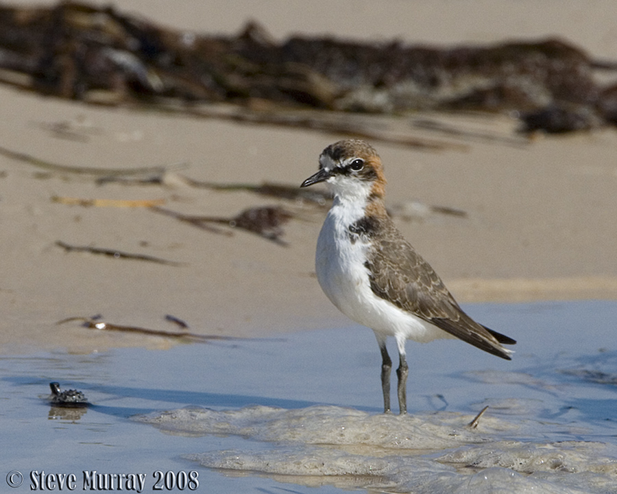 Red-capped Plover (Charadrius ruficapillus)