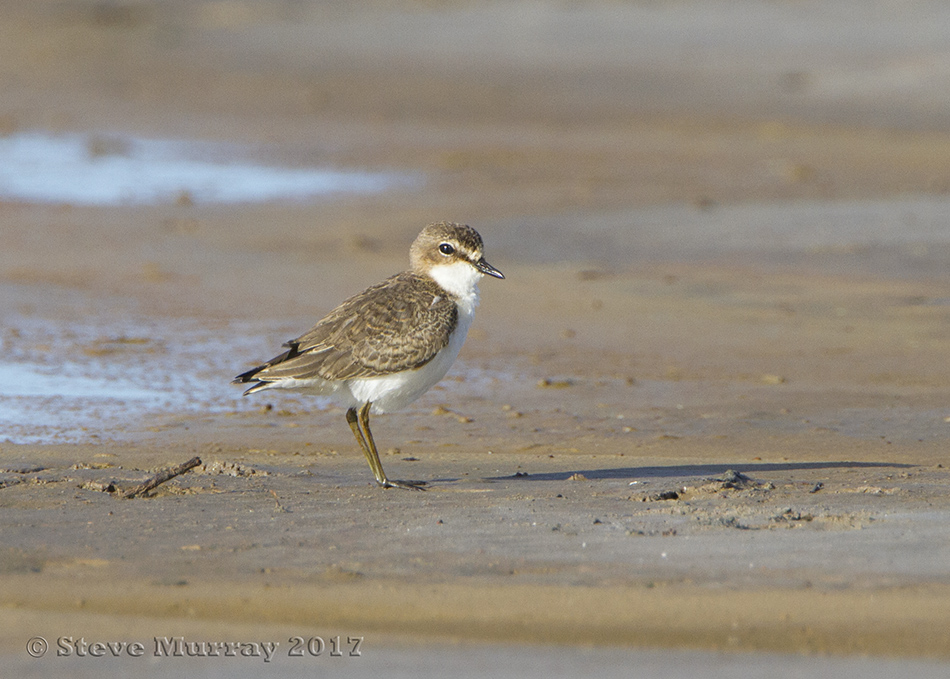 Red-capped Plover (Charadrius ruficapillus)