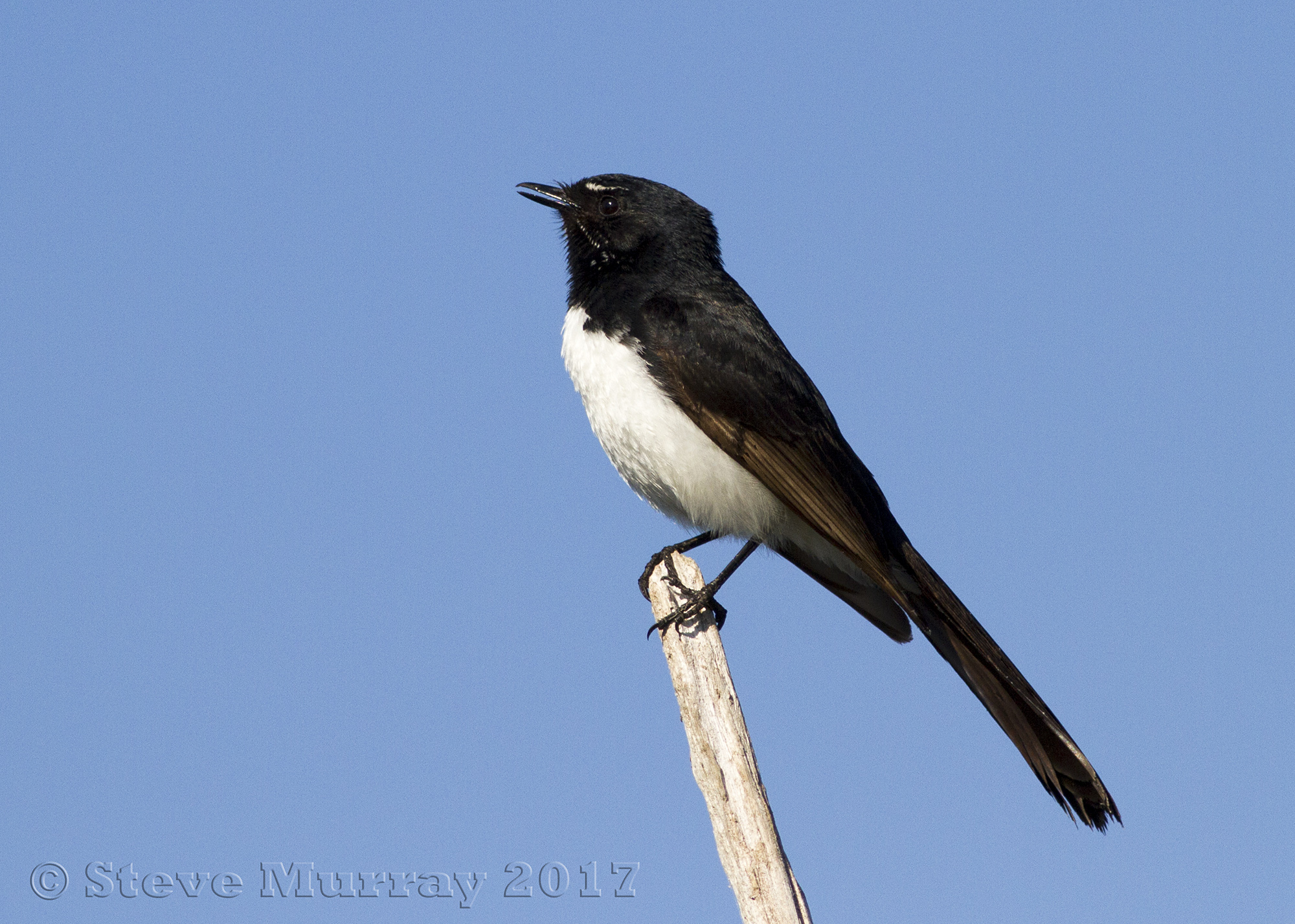 Willie Wagtail (Rhipidura leucophrys)