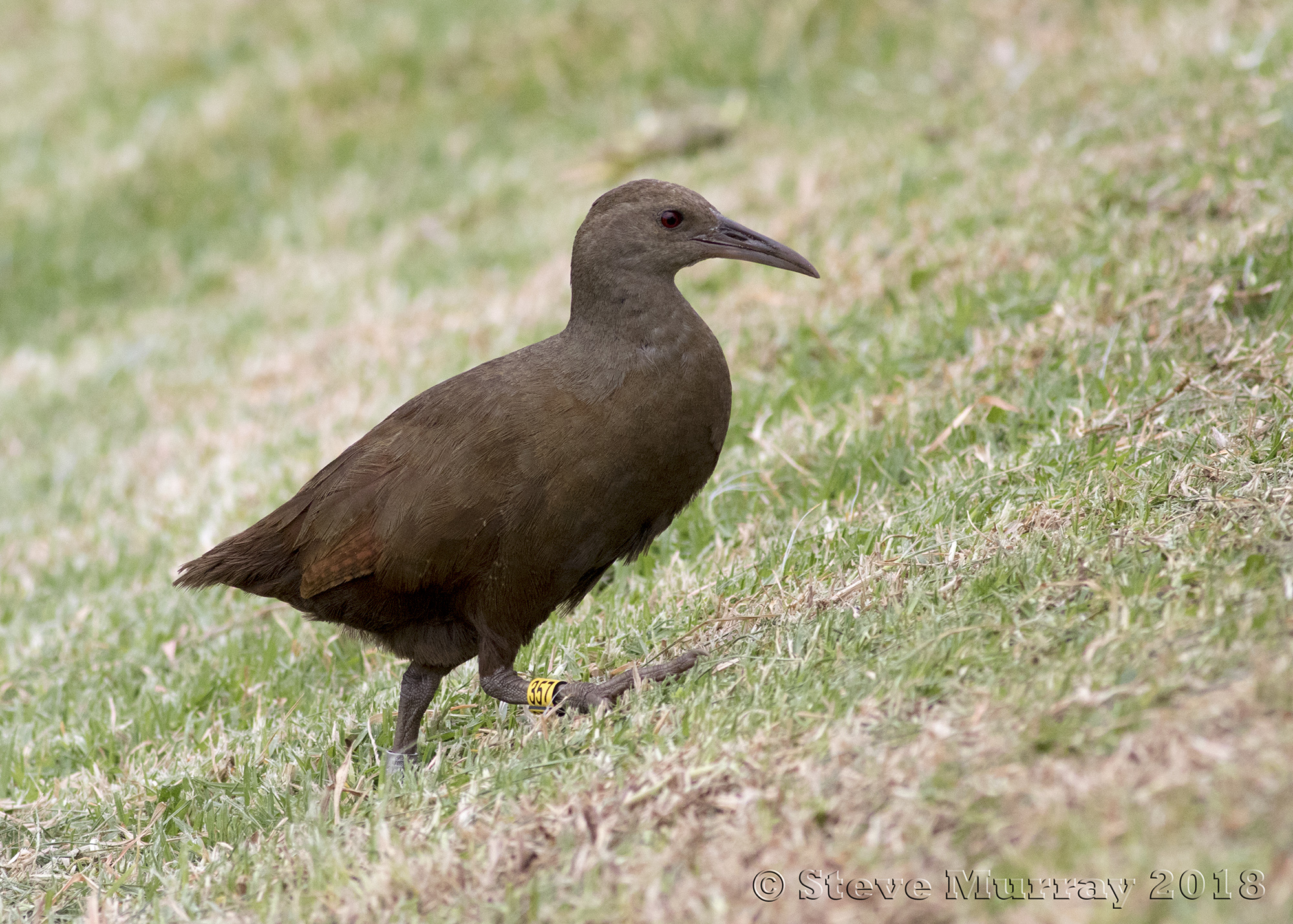 Lord Howe Woodhen (Hypotaenidia sylvestris)