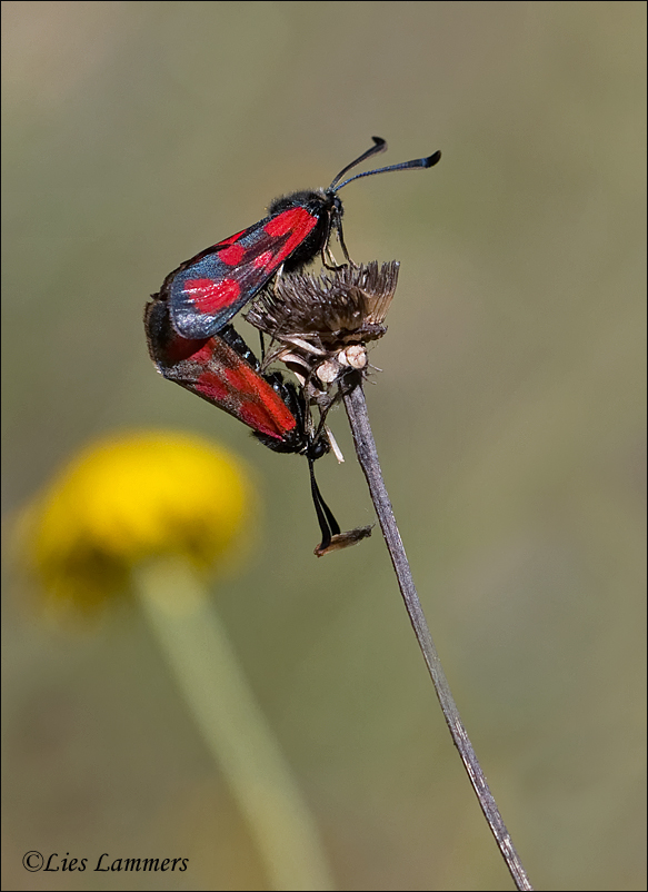 Six-spot Burnet - St. Jansvlinder - Zygaena filipendulae