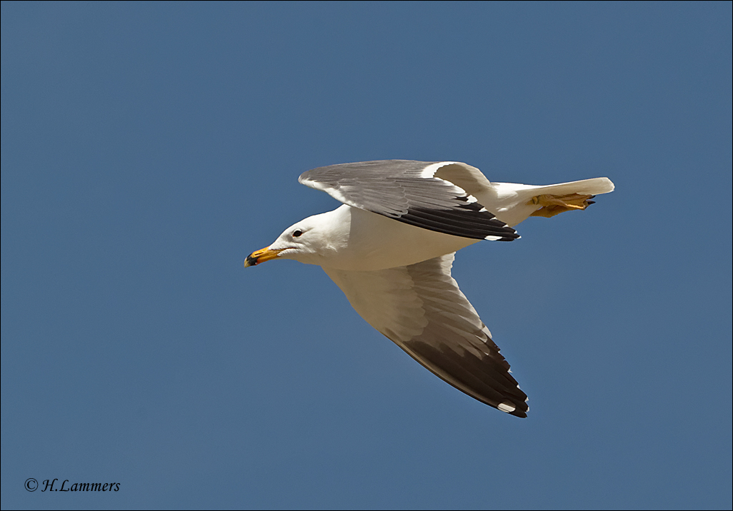 Armenian Gull  - Armeense Meeuw - Larus armenicus