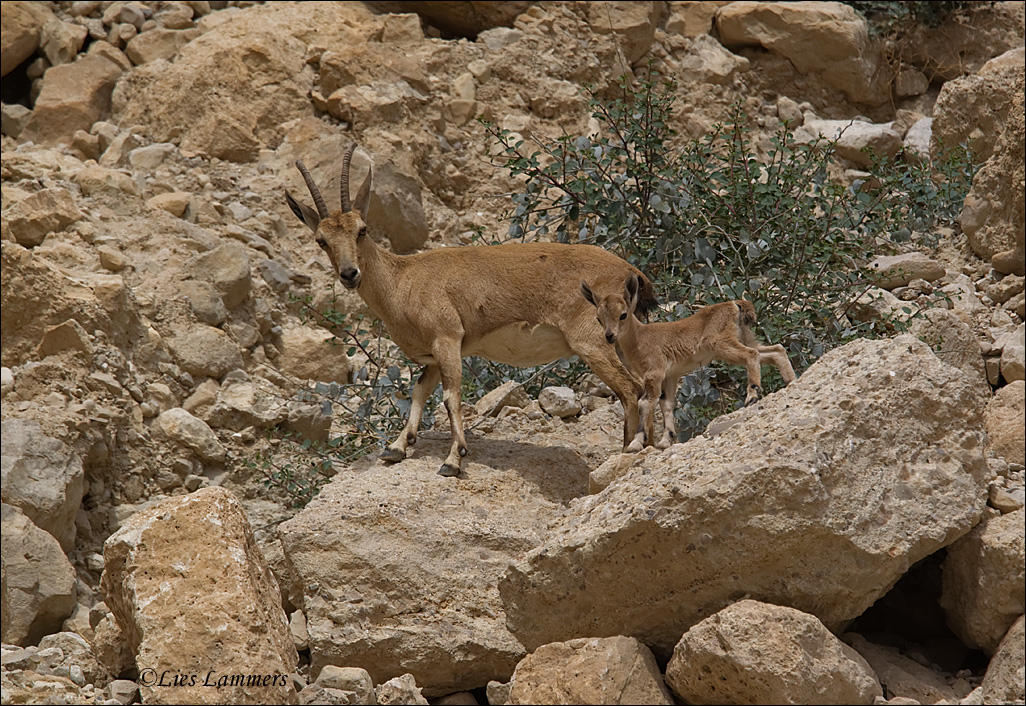 Nubian Ibex- Nubische steenbok - Capra nubiana