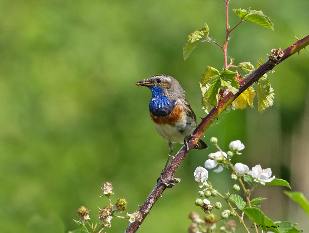  Bluethroat - Blauwborst -  Luscinia svecica