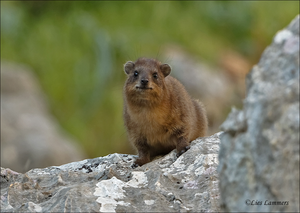 Rock Hyrax - Kaapse Klipdas - Procavia capensis