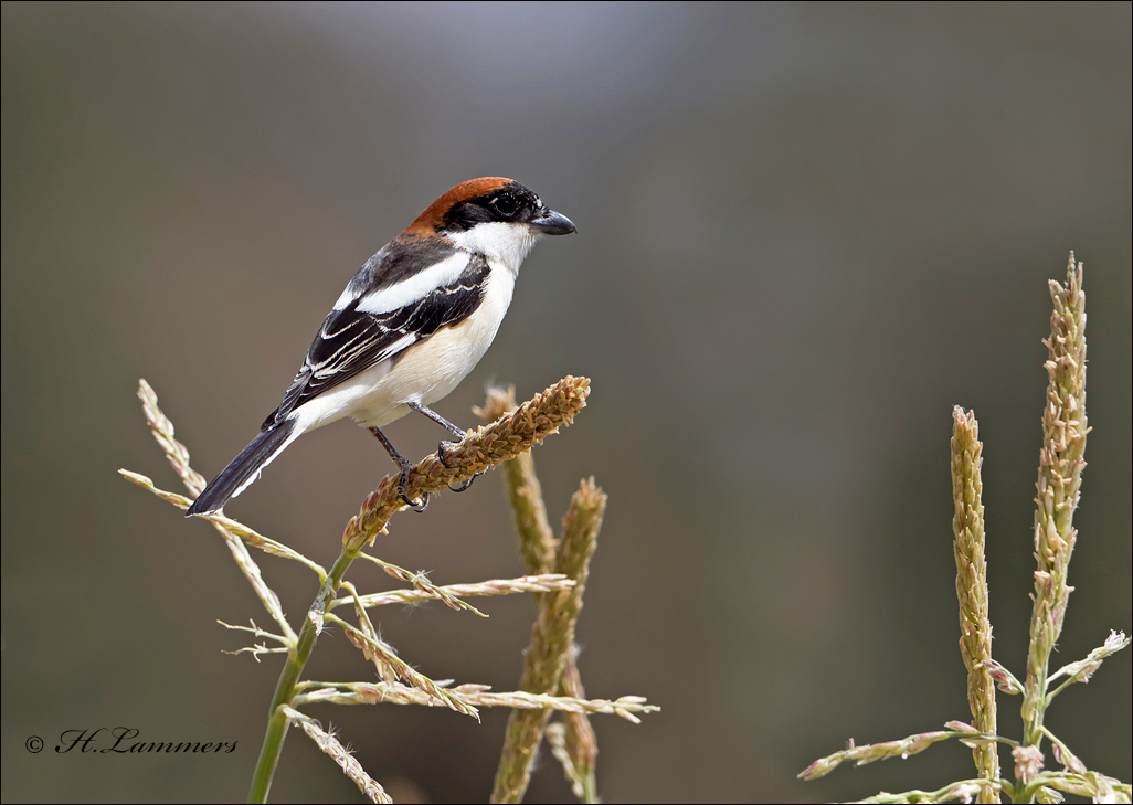 Woodchat Shrike - Roodkopklauwier - Lanius senator