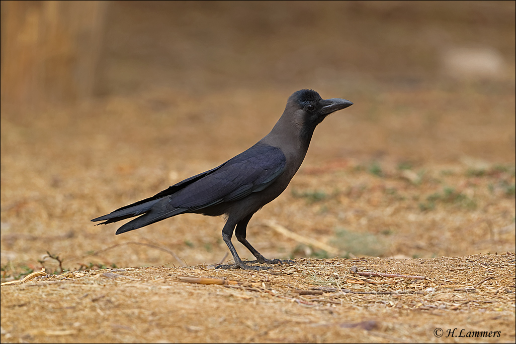 House Crow - Huiskraai - Corvus splendens  