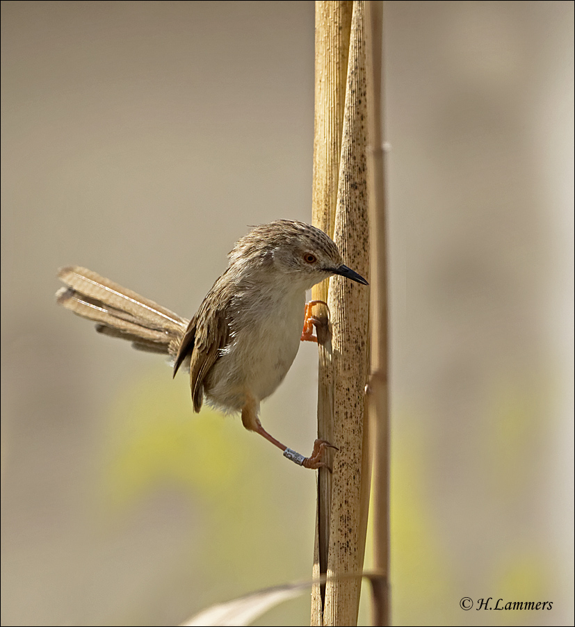 Graceful Prinia - Gestreepte Prinia - Prinia gracilis