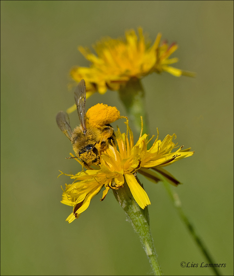 Hairy Legged Mining Bee - Pluimvoetbij - Dasypoda hirtipes