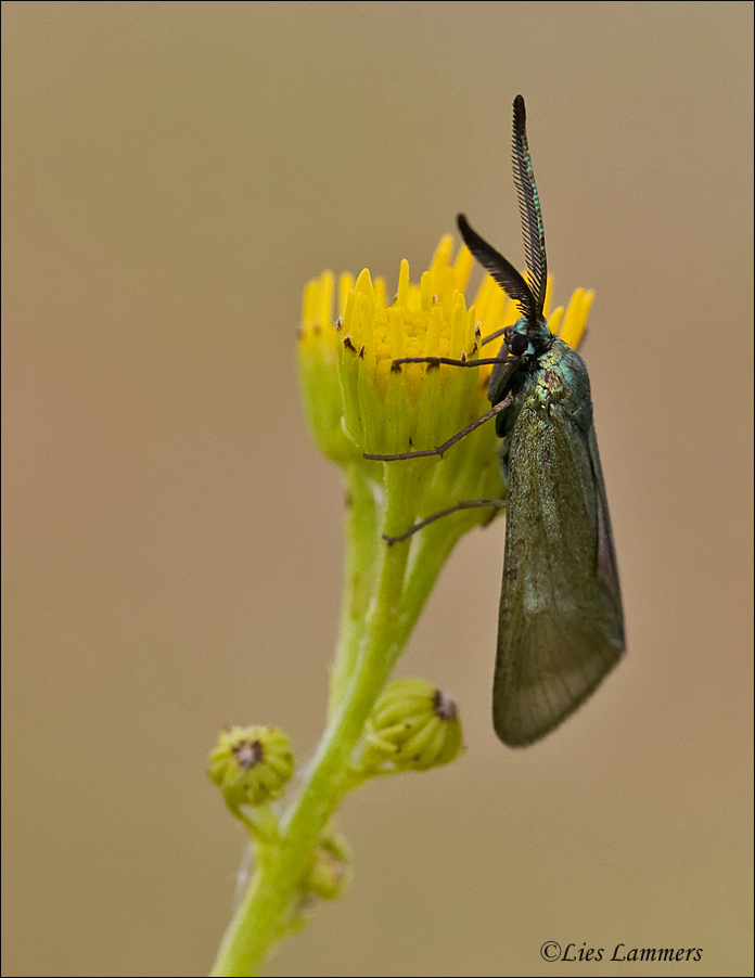 Blackthorn Aurora Moth - Bruine metaalvlinder - Rhagades pruni