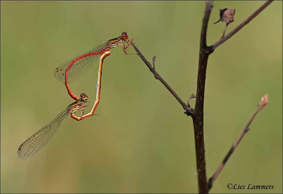 Small Red Damselfly - Koraaljuffer - Ceriagrion tenellum