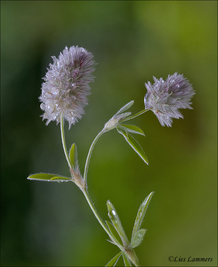 Hares Foot-clover - Hazenpootje - Trifolium arvense