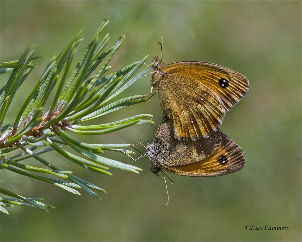 Gatekeeper - Oranje zandoogje - Pyronia tithonus