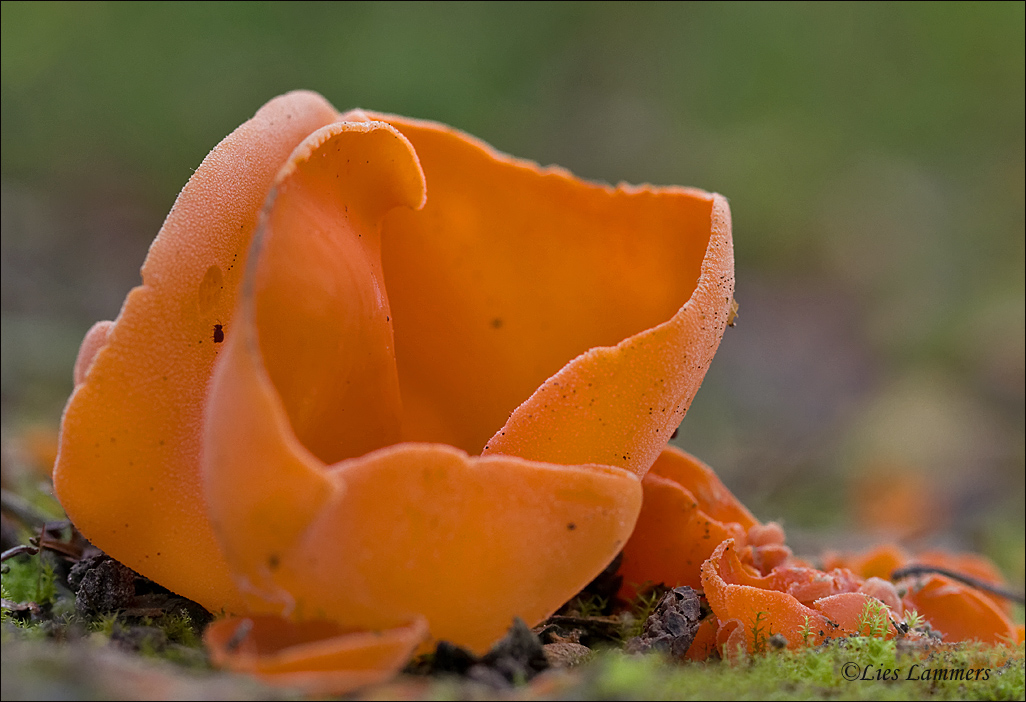 Orange Peel Fungus - Grote oranje bekerzwam - Aleuria aurantia