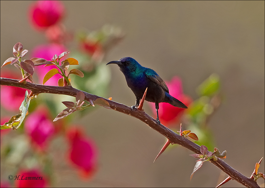 Palestine Sunbird - Palestijnse honingzuiger -  Cinnyris osea