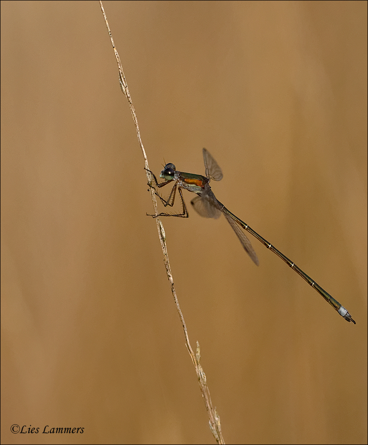 Small Spreadwing - Tengere Pantserjuffer - Lestes virens