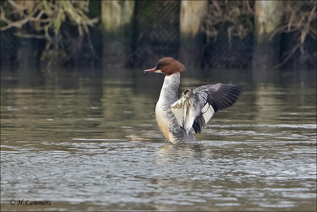 Common Merganser - Grote zaagbek - Mergus merganser