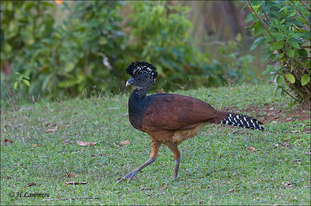 Great Curassow - Bruine hokko - Crax rubra