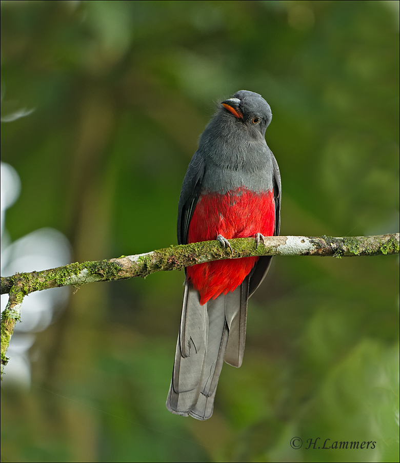 Slaty-tailed Trogon - Massenas trogon - Trogon massena