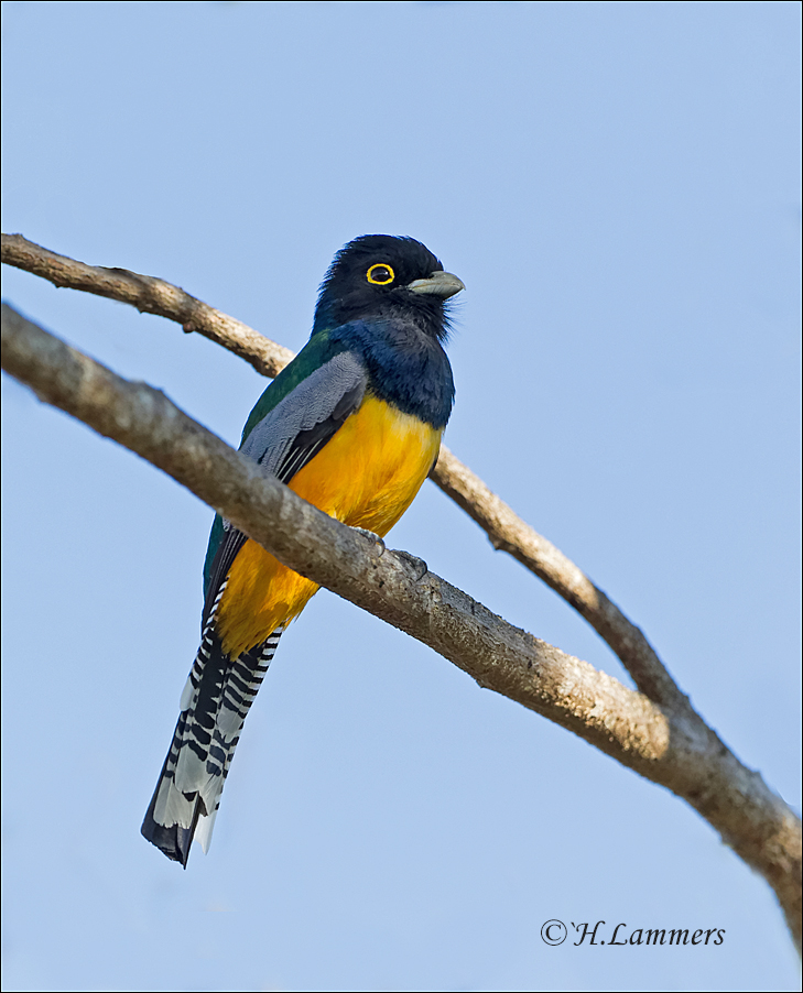 Gartered Trogon -  Goulds trogon - Trogon caligatus