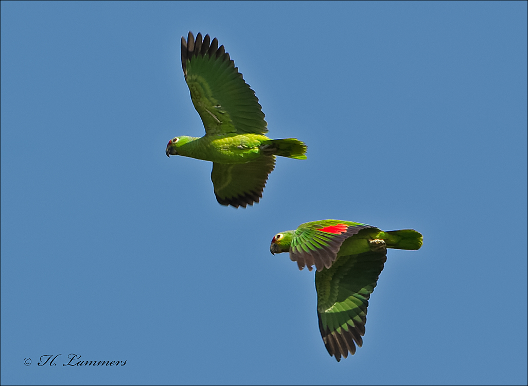 Red-lored Parrot - Geelwangamazone -  Amazona autumnalis
