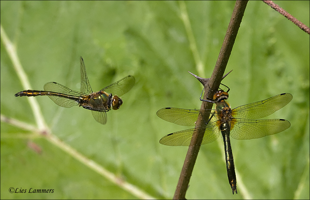 Downy Emerald - Smaragdlibel - Cordulia aenea