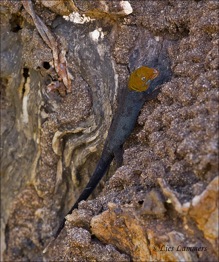 Yellow-headed gecko - Geelkopdaggekko - Gonatodes albogularis fuscus