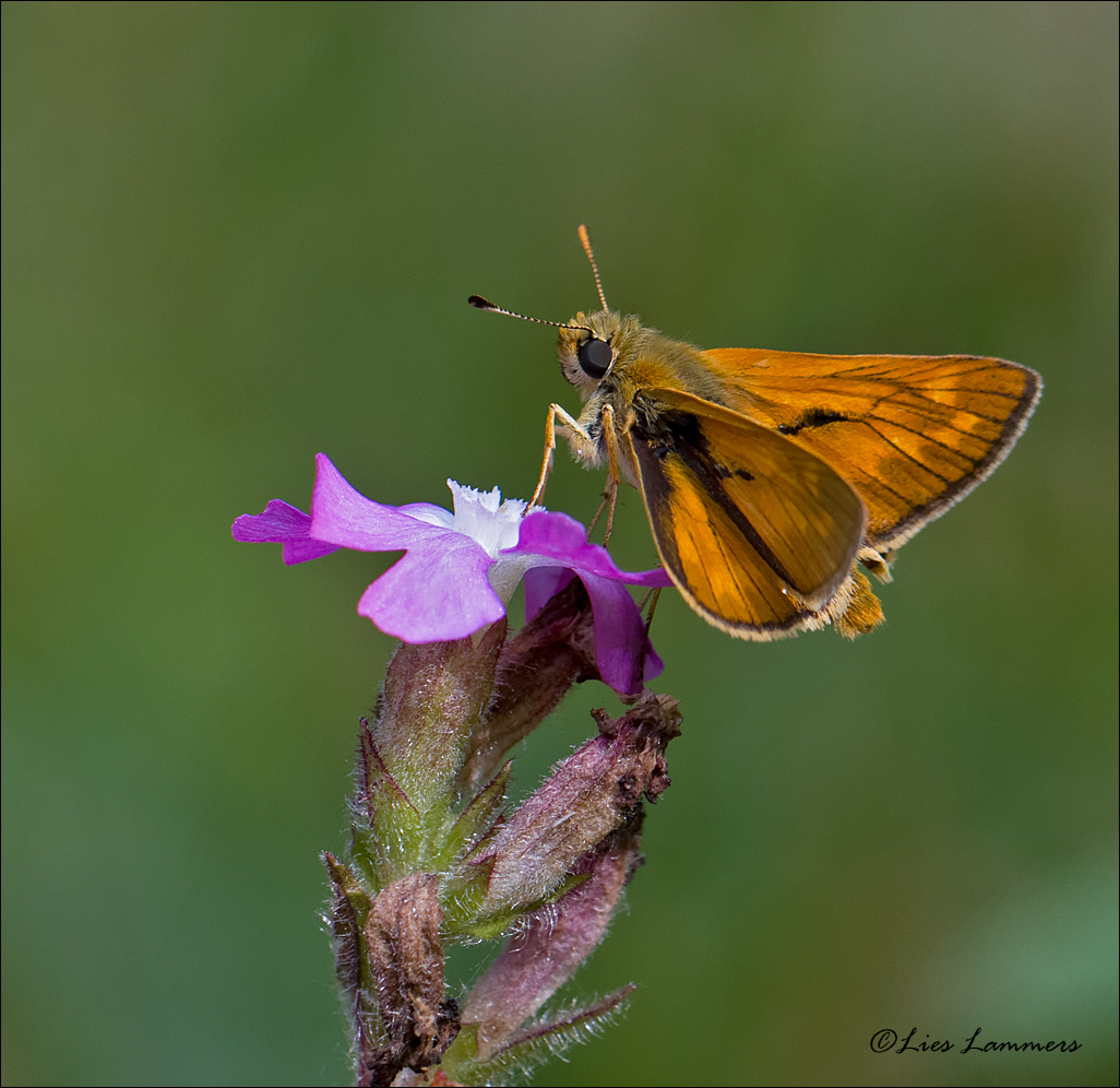 Large Skipper - Groot dikkopje - Ochlodes sylvanus