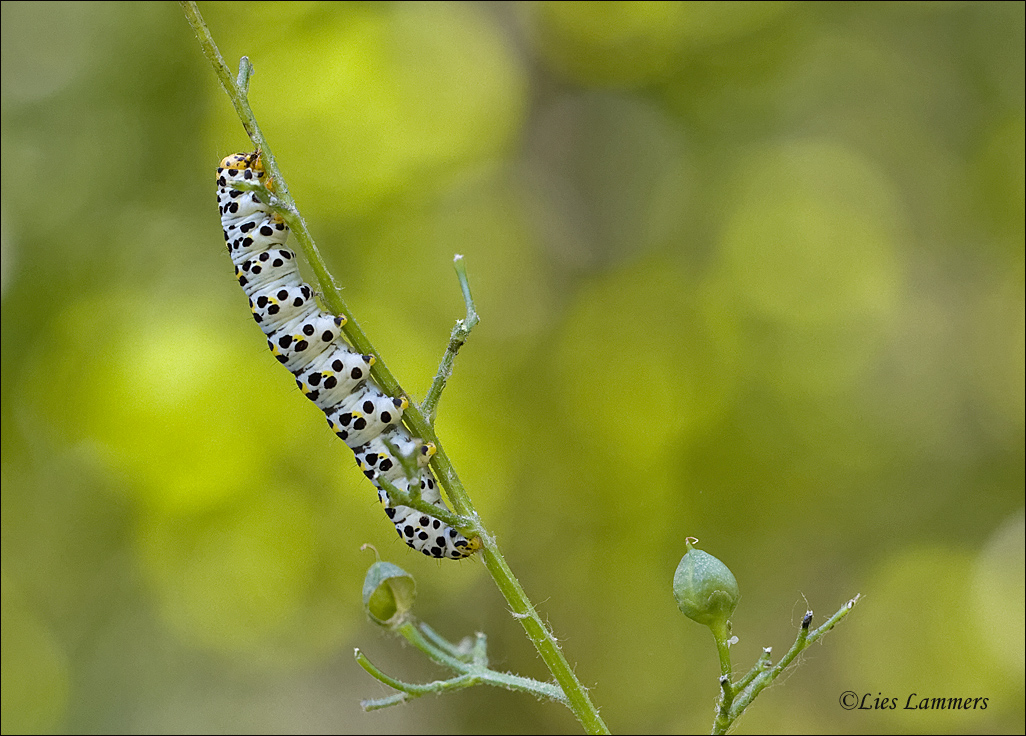 Water Betony - Helmkruidvlinder - Cucullia scrophulariae