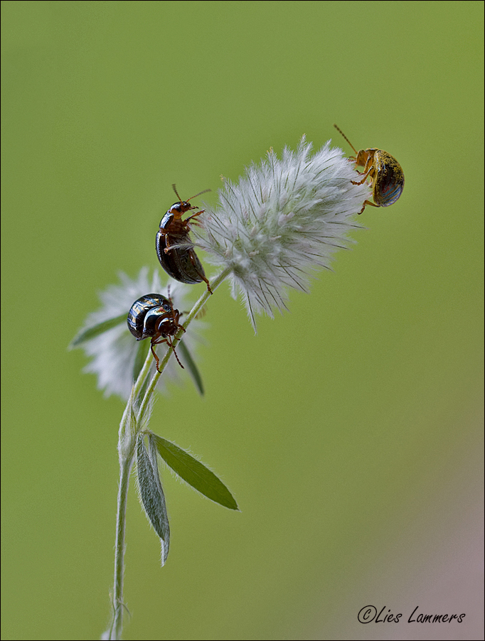 Rosemary Beetle - Rozemarijngoudhaantje - Chrysolina americana