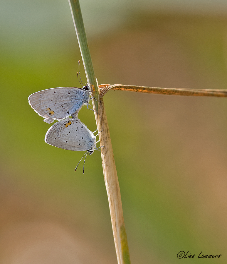 Short-tailed Blue - Staartblauwtje - Cupido argiades