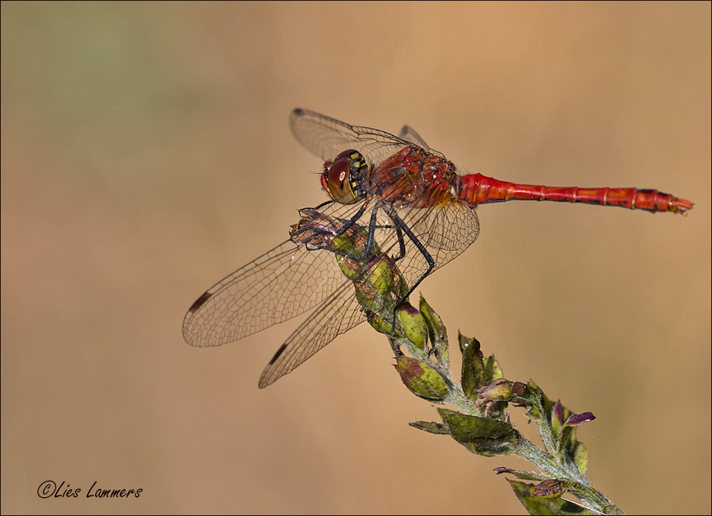 Ruddy Darter - Bloedrode heidelibel - Sympetrum sanguineum