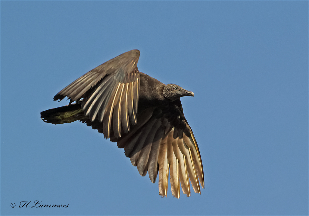 Black Vulture - Zwarte Gier - Coragyps atratus    