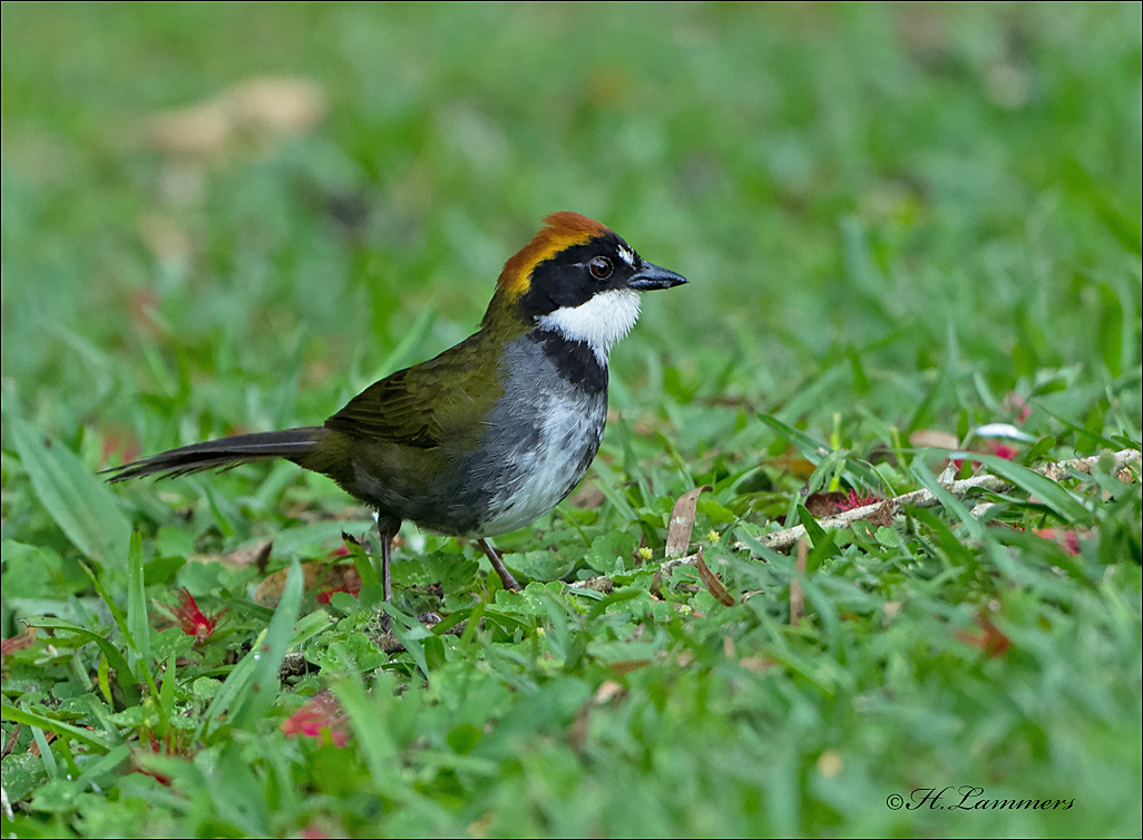 Chestnut-capped Brush-finch -  Bruinkapstruikgors  - Arremon brunneinucha