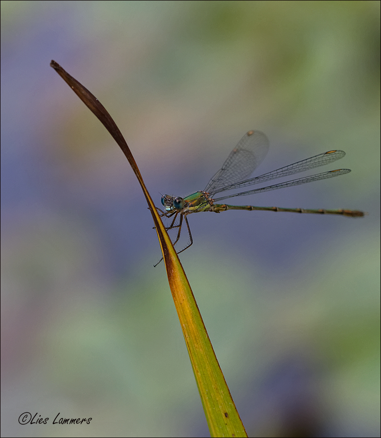 Willow Emerald Damselfly - Houtpantserjuffer - Chalcolestes viridis