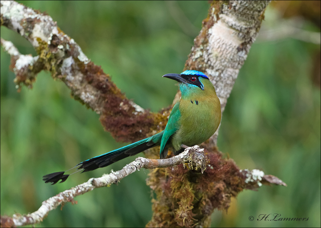 Blue-crowned Motmot - Amazonemotmot - Momotus momota