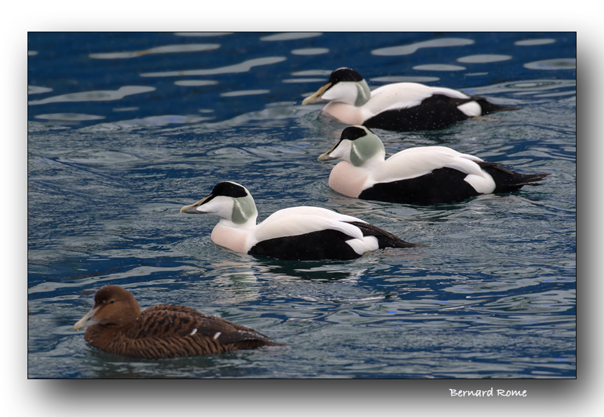 Eiders communs- Common Eiders