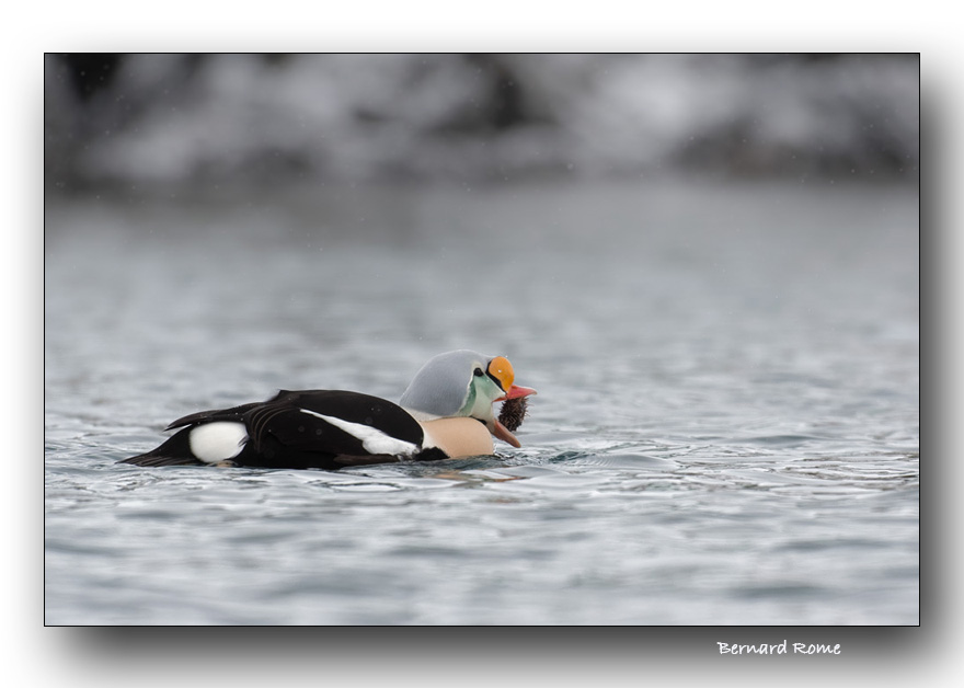 Eider  tte grise avalant un oursin- King eider swallowing a sea urchin