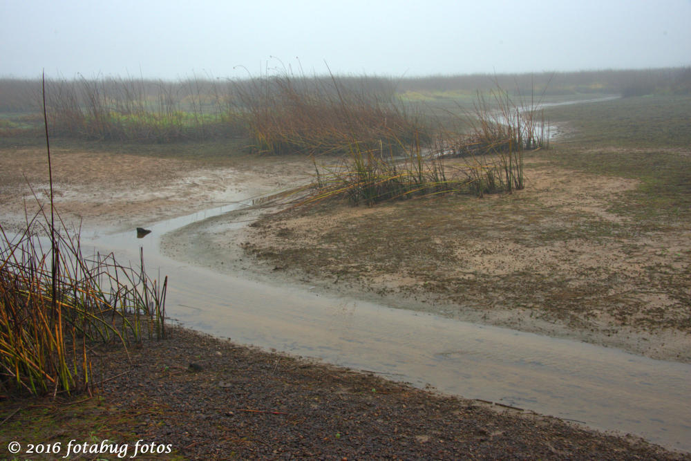 In Fern Ridge Wildlife Area